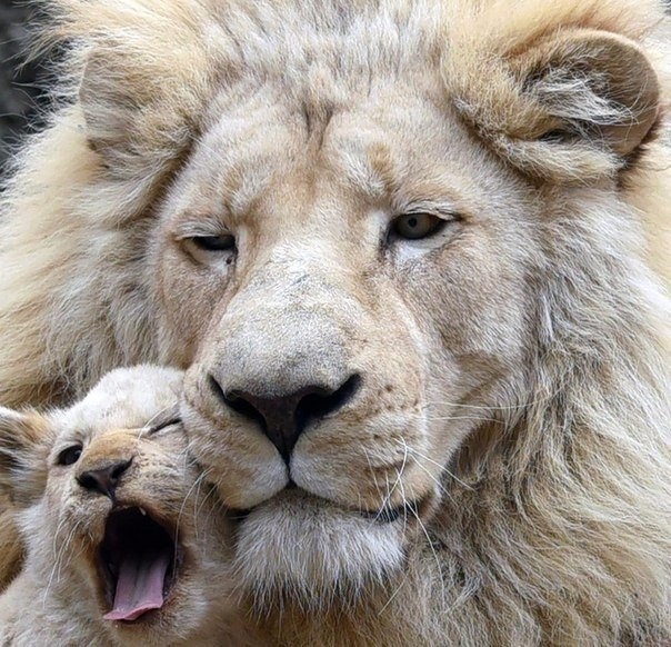 лев и львёнок