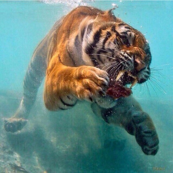 тигр под водой