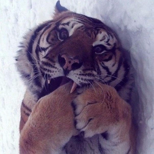 красивый тигр