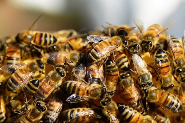 пчёлы фото