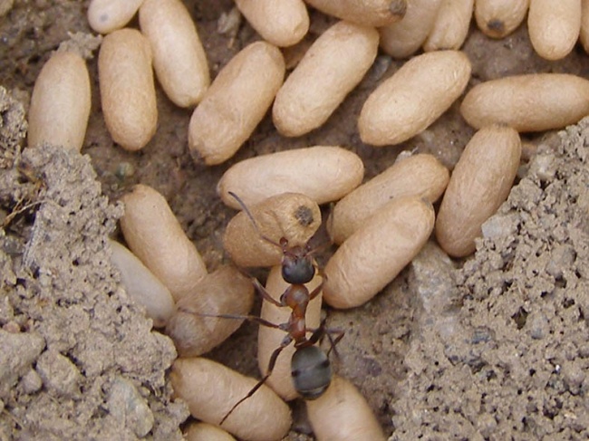 муравьи фото