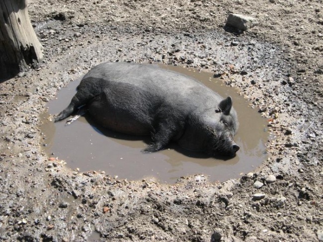 Свинья везде грязь найдет