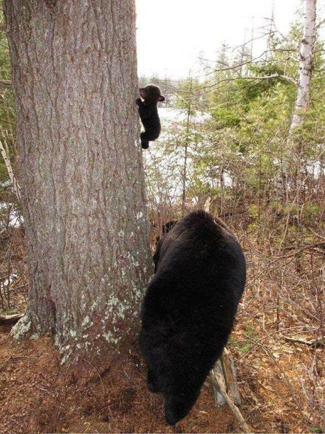 медведица и медвежонок