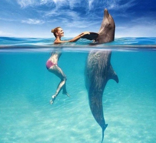 дельфин и девушка
