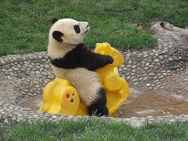 панда играет