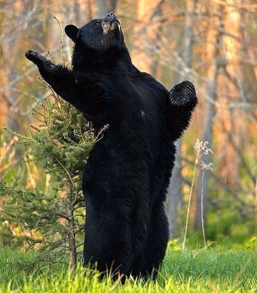 черный медведь