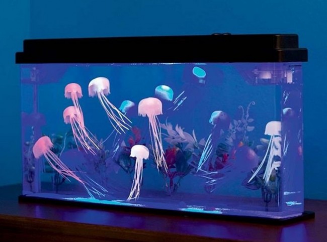 Аквариум с медузами или аквариум с рыбками