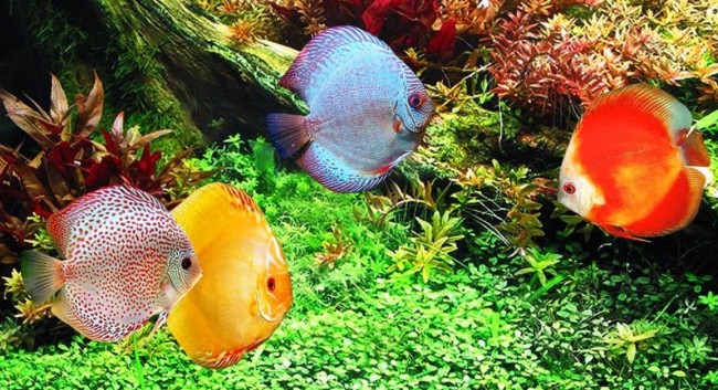 аквариум с рыбками или аквариум с медузами