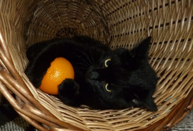 чёрные коты