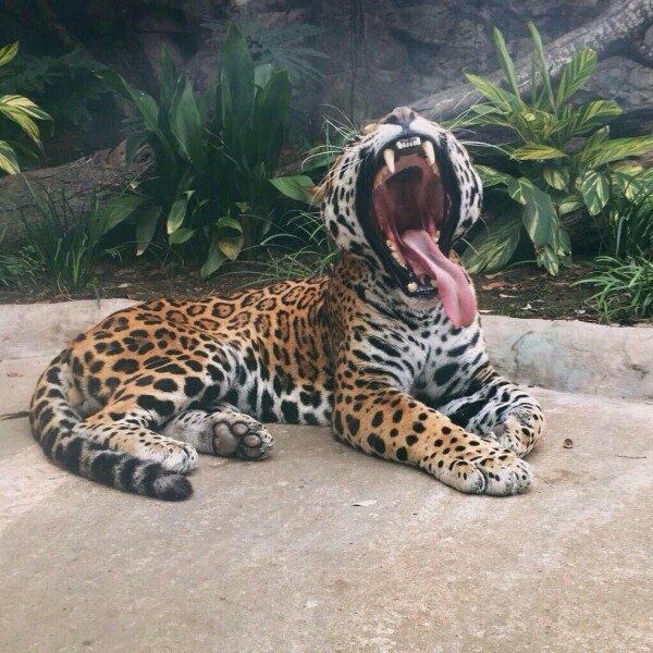 леопард зевает