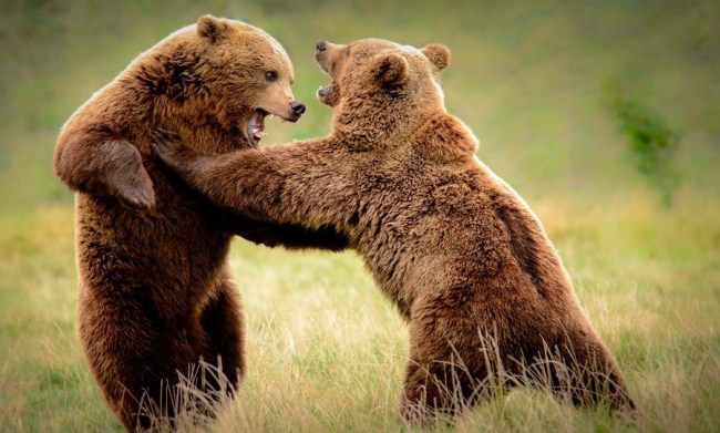 медведи дерутся