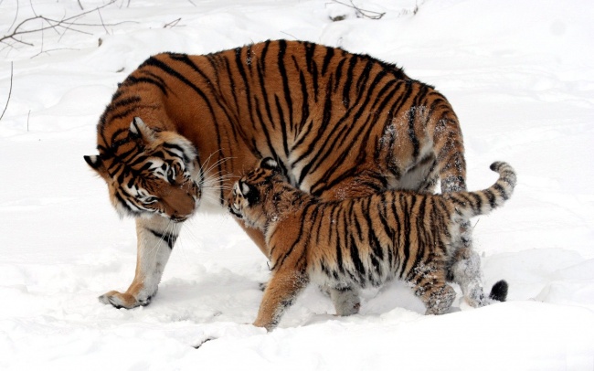 тигр фото