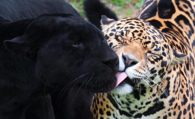 черный и пятнистый леопард