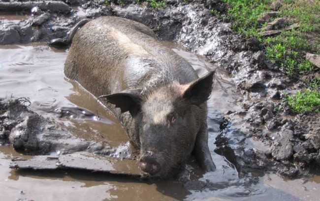 Зарекалась свинья в грязи не валяться