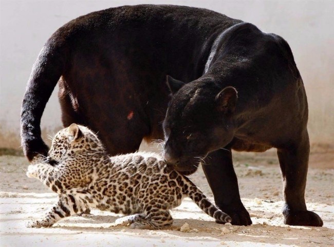 Чёрный леопард или пятнистый леопард