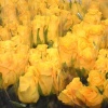 Роза желтая 40 см