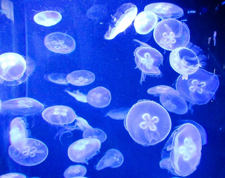 Медуза живая купить. Медузник аквариум. Аквариумные медузы. Аквариумная медуза Пресноводная. Медузы в морском аквариуме.